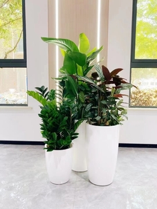 慈溪花木租赁方案大揭秘，打造独特景观超简单！><div class=